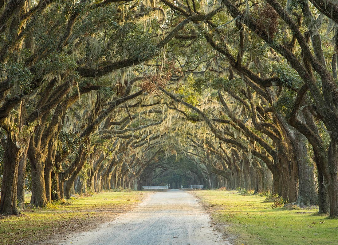 Contact - Long Avenue of Oaks in Savannah, Georgia